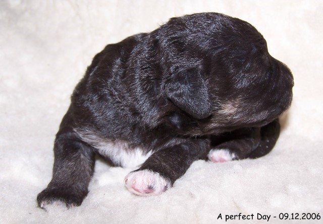 15-Huendin Female 09.12.2006-3.jpg